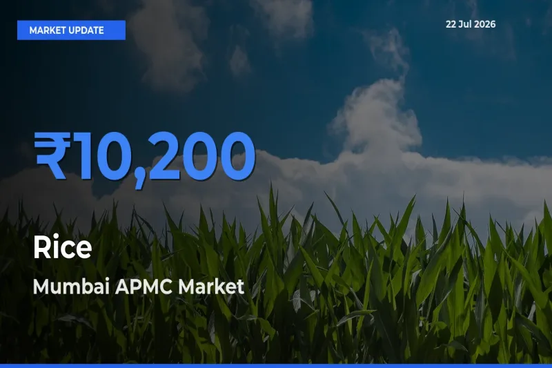 Top Performer! Mumbai APMC Offers Best Rice Price Today
