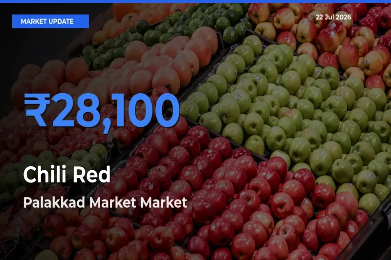 Top Performer! Palakkad Market Offers Best Chili Red Price Today