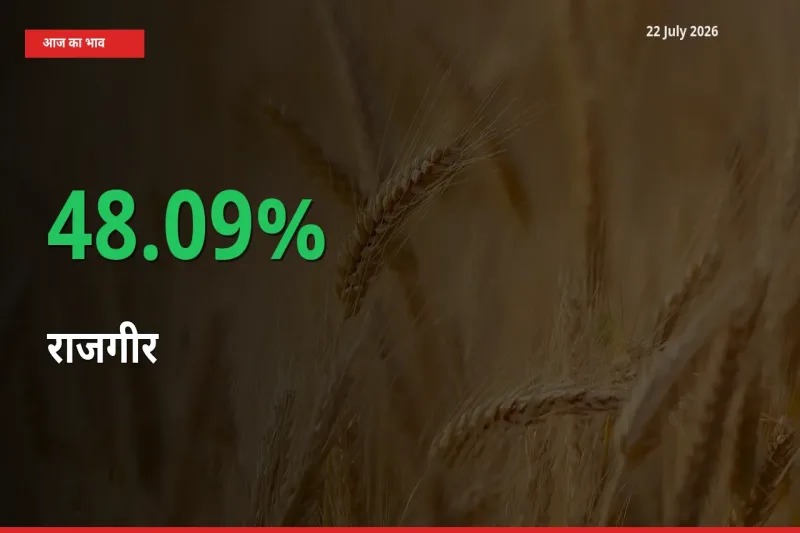 तेज़ तेजी! मंडी में राजगीर के दाम 48.09% चढ़े