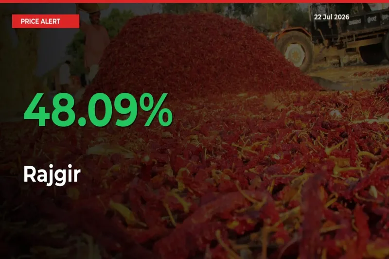 Big Rally! Rajgir Climbs 48.09% in 24 Hours at Top Mandis