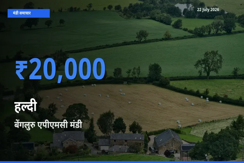आज हल्दी के सबसे ज़्यादा दाम बेंगलुरु एपीएमसी मंडी में दर्ज