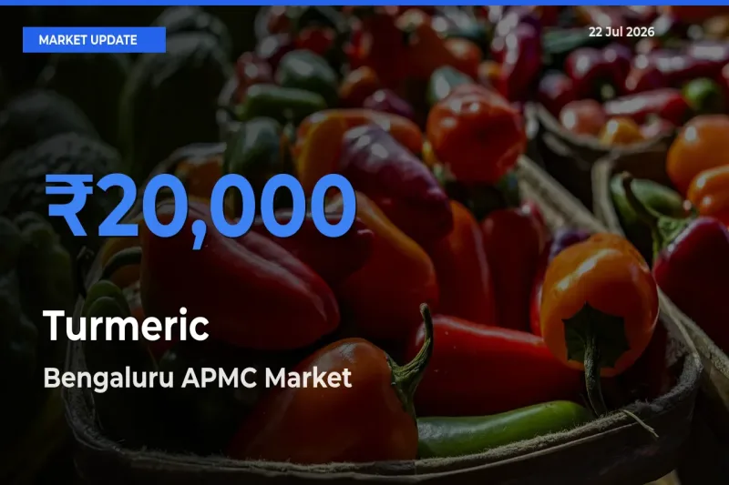 Bengaluru APMC Tops Turmeric Rates – July 22 Market Update
