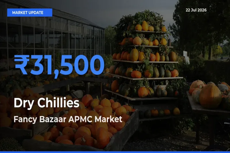 Fancy Bazaar APMC Records Highest ₹31,500 Rate for Dry Chillies