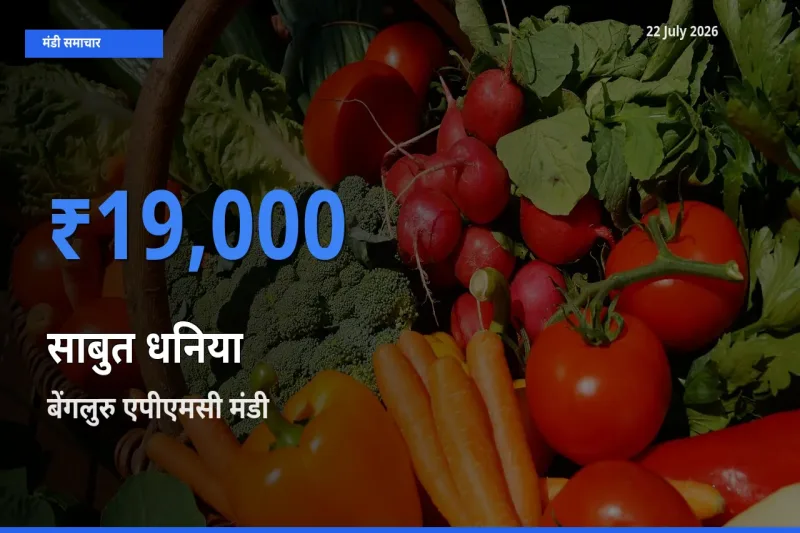 किसानों की पसंद बना बेंगलुरु एपीएमसी, साबुत धनिया के सबसे अच्छे दाम