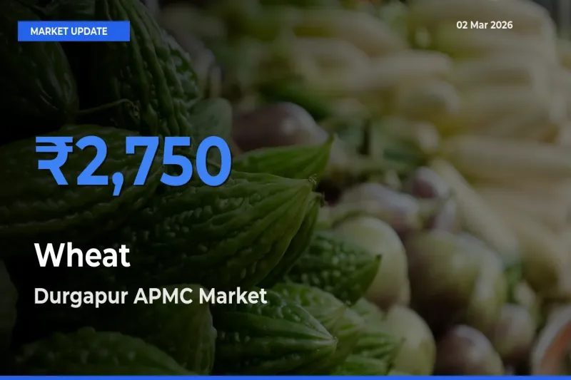 Durgapur APMC Leads as Top Mandi for Wheat Prices