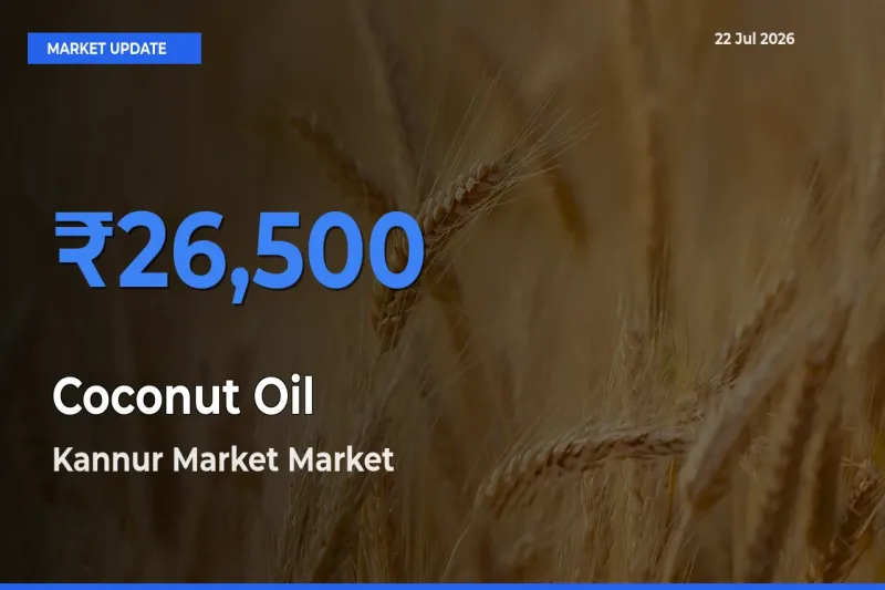 Market Watch: Kannur Market Becomes Top Mandi for Coconut Oil