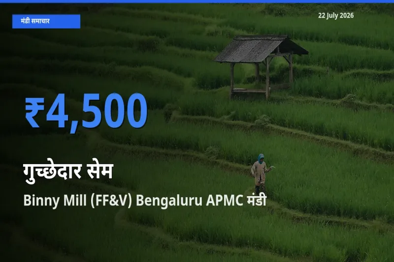 बाज़ार संकेत: Binny Mill (FF&V) Bengaluru APMC बना गुच्छेदार सेम के लिए आज की टॉप मंडी