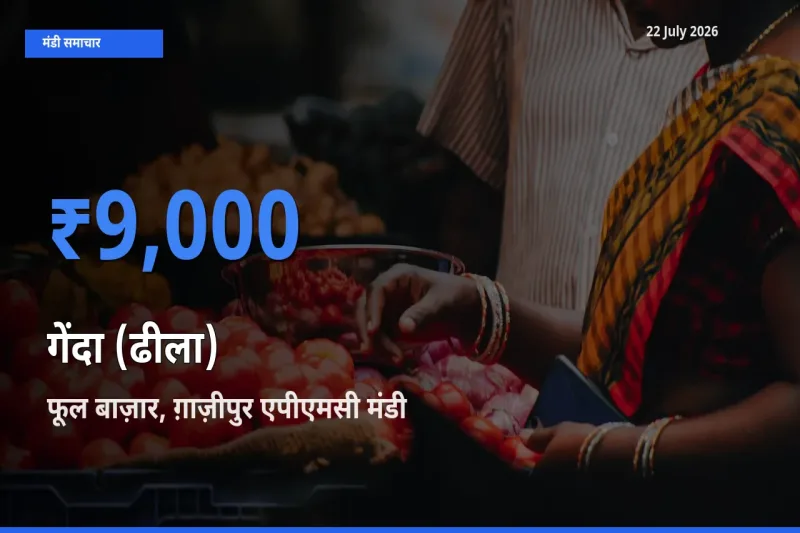 आज का मंडी भाव: गेंदा (ढीला) के सबसे ज़्यादा दाम फूल बाज़ार, ग़ाज़ीपुर एपीएमसी में