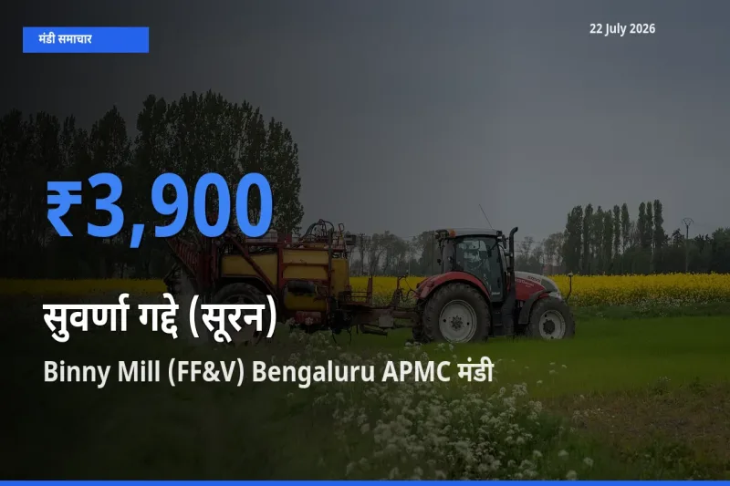किसानों की पसंद बना Binny Mill (FF&V) Bengaluru APMC, सुवर्णा गद्दे (सूरन) के सबसे अच्छे दाम