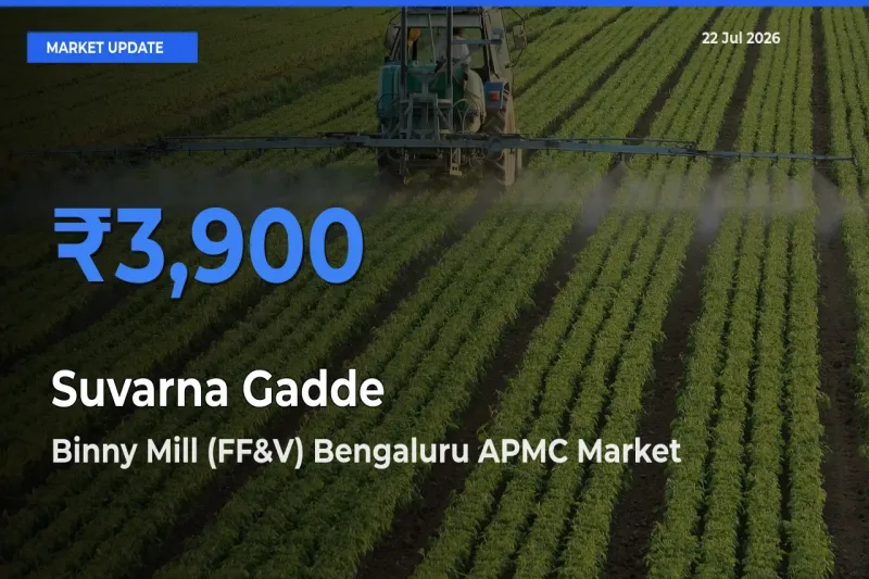 Binny Mill (FF&V) Bengaluru APMC Tops Suvarna Gadde Rates – July 22 Market Update