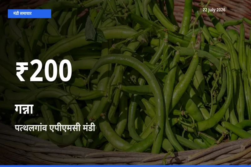 पत्थलगांव एपीएमसी में गन्ना ₹200 पर गिरा – 30 दिन का न्यूनतम भाव