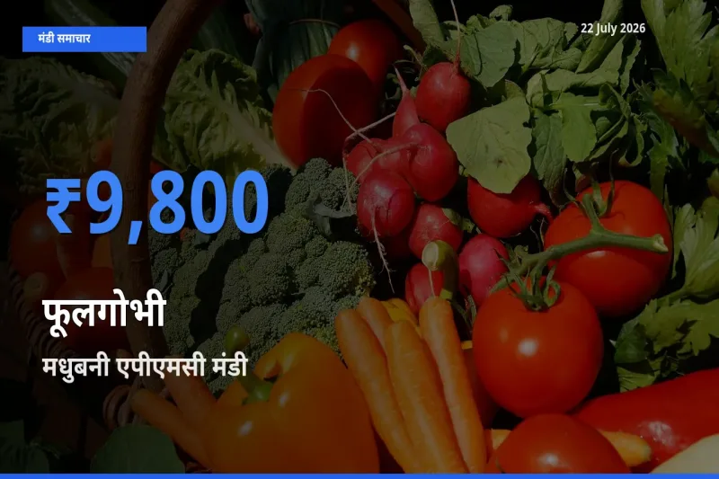 मधुबनी एपीएमसी में फूलगोभी का आज सबसे ऊँचा भाव