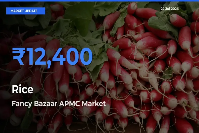 Fancy Bazaar APMC Tops Rice Rates – July 22 Market Update