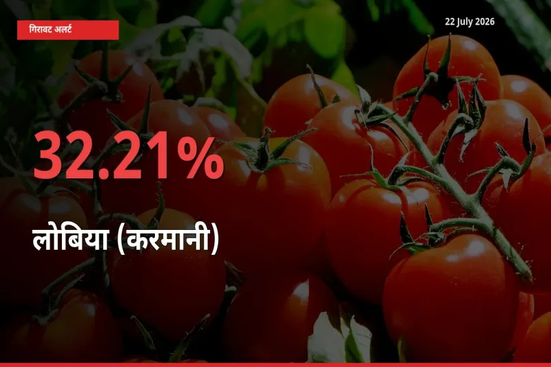 लोबिया (करमानी) 32.21% गिरा, मंडी