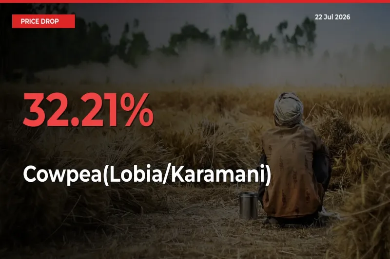 Farmers Alert as Cowpea(Lobia/Karamani) Prices Slide 32.21% in Local Mandis
