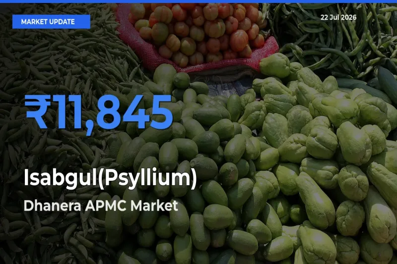 Farmers Prefer Dhanera APMC as Isabgul(Psyllium) Hits Highest Rate