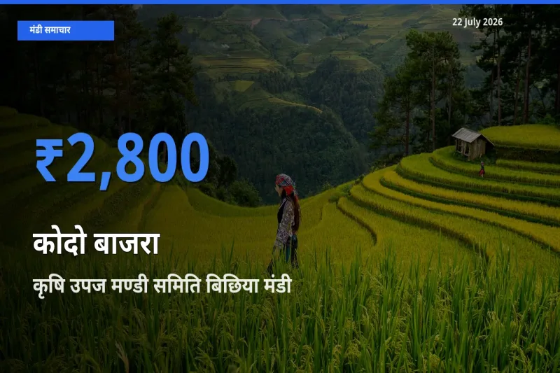 बाज़ार संकेत: कृषि उपज मण्डी समिति बिछिया बना कोदो बाजरा के लिए आज की टॉप मंडी