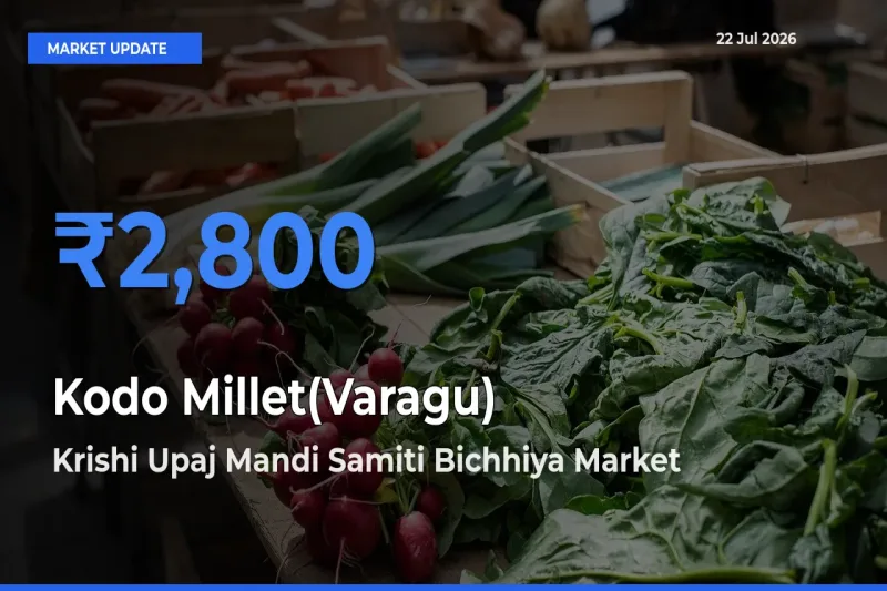 Kodo Millet(Varagu) Mandi Rate Today: Krishi Upaj Mandi Samiti Bichhiya Tops the List