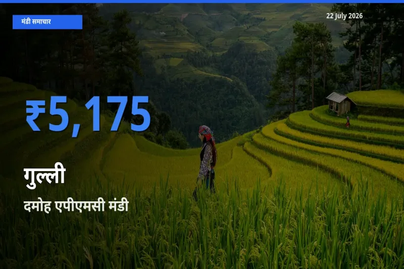 आज का मंडी भाव: गुल्ली के सबसे ज़्यादा दाम दमोह एपीएमसी में