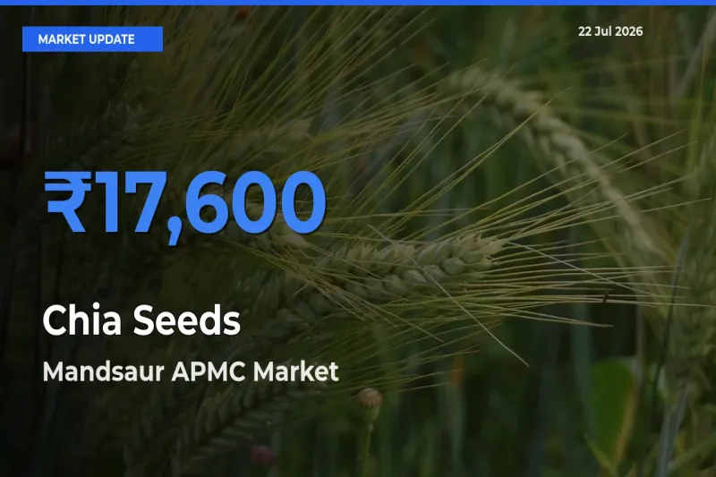 Mandsaur APMC Offers ₹17,600 – Highest Chia Seeds Rate Today