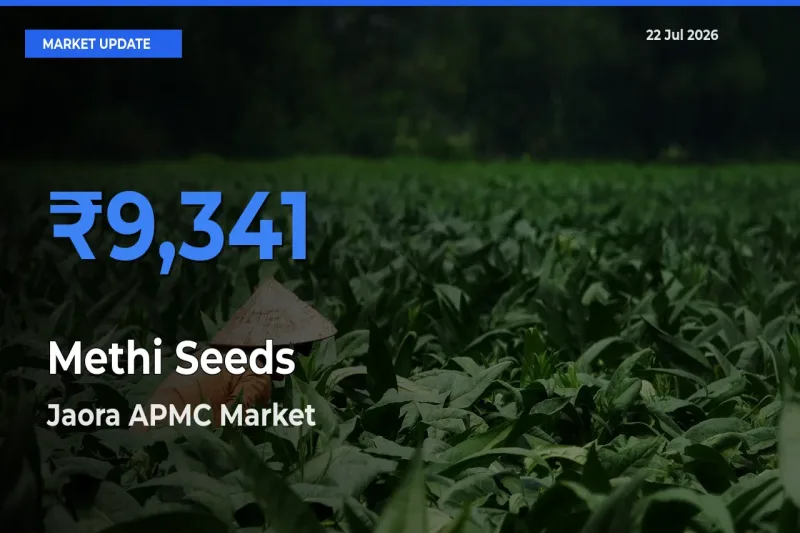 Jaora APMC Tops Methi Seeds Mandi Rates Today
