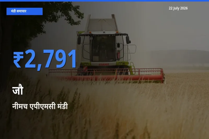 आज जौ के सबसे ऊँचे दाम ₹2,791 नीमच एपीएमसी मंडी में