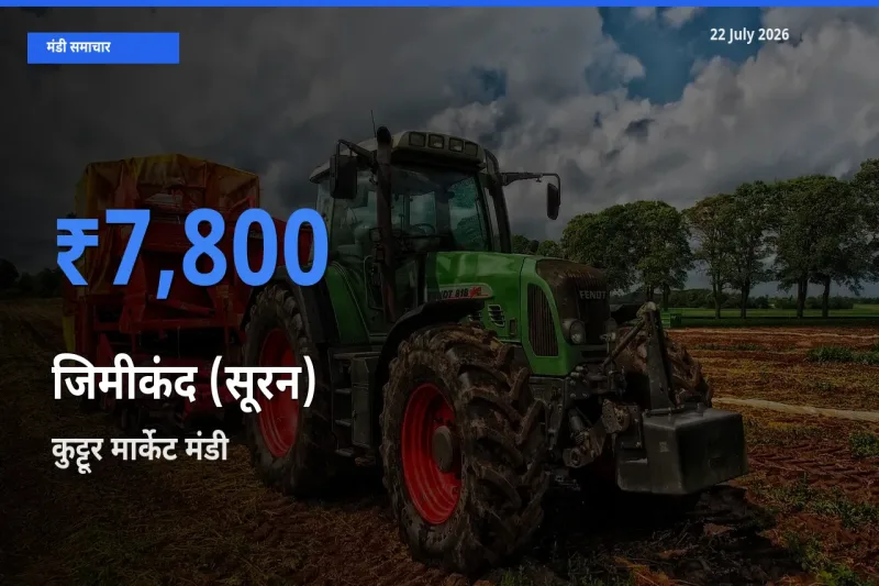 आज जिमीकंद (सूरन) के सबसे ऊँचे दाम ₹7,800 कुट्टूर मार्केट मंडी में