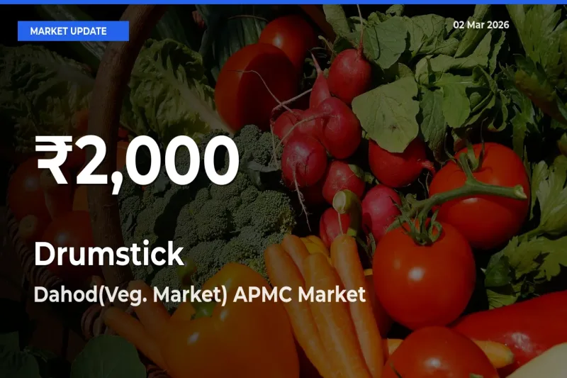 Drumstick Falls to ₹2,000 in Dahod(Veg. Market) APMC – 30-Day Lowest Rate