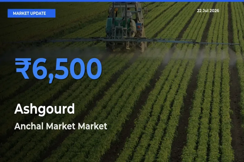 Market Watch: Anchal Market Becomes Top Mandi for Ashgourd
