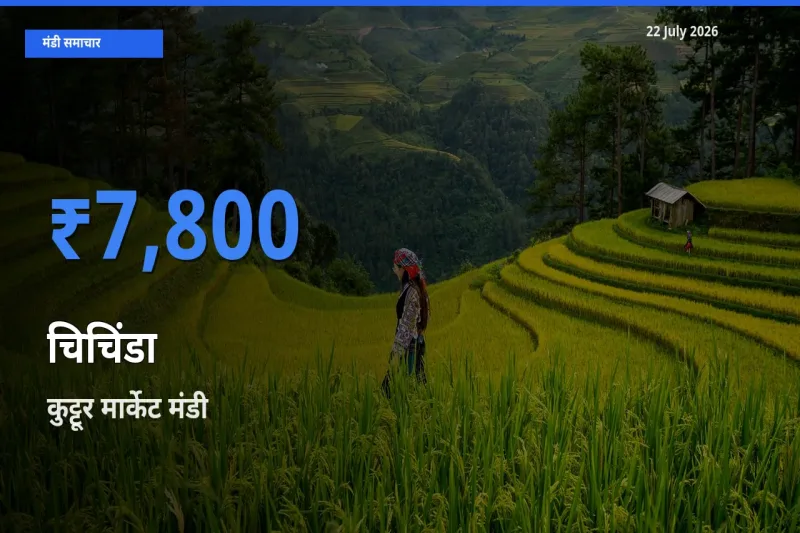 बाज़ार संकेत: कुट्टूर मार्केट बना चिचिंडा के लिए आज की टॉप मंडी