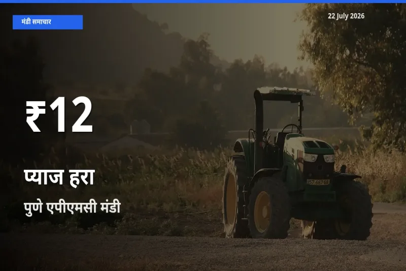 रिकॉर्ड गिरावट नहीं, लेकिन 30 दिन का न्यूनतम! पुणे एपीएमसी में प्याज हरा के दाम फिसले