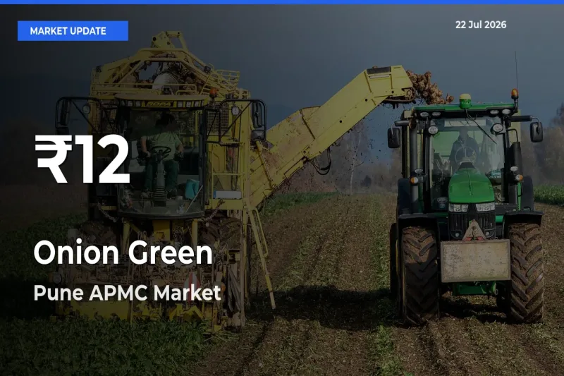 Onion Green Falls to ₹12 in Pune APMC – 30-Day Lowest Rate