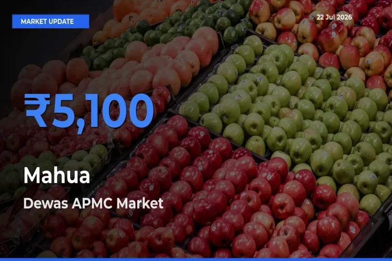 Dewas APMC Offers ₹5,100 – Highest Mahua Rate Today