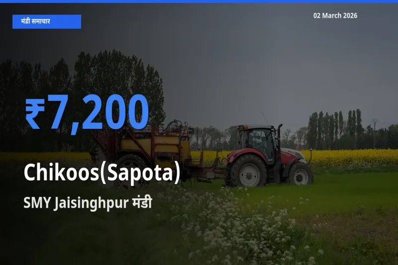 किसानों की पसंद बना SMY Jaisinghpur, चीकू के सबसे अच्छे दाम