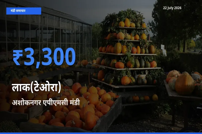 अशोकनगर एपीएमसी मंडी में आज लाक(टेओरा) के सबसे ऊँचे दाम दर्ज