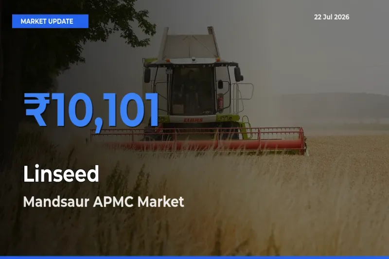 Farmers Prefer Mandsaur APMC as Linseed Hits Highest Rate
