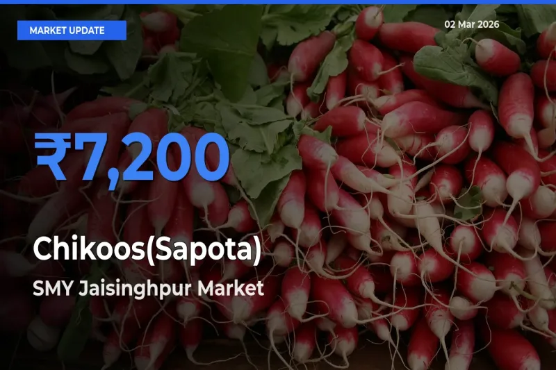 SMY Jaisinghpur Leads as Top Mandi for Chikoos(Sapota) Prices
