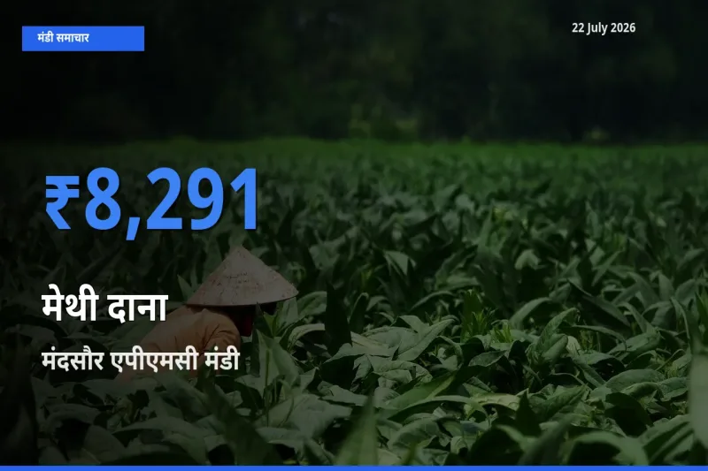 आज मेथी दाना के सबसे ज़्यादा दाम मंदसौर एपीएमसी मंडी में दर्ज