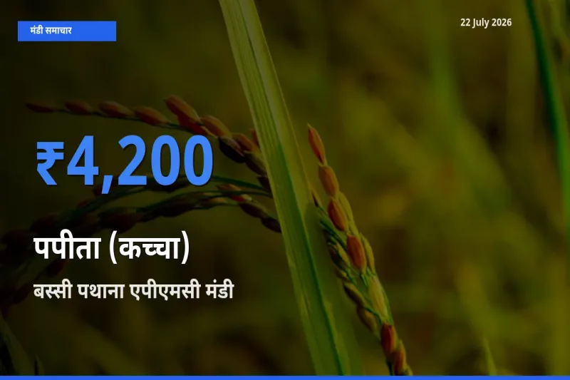 बस्सी पथाना एपीएमसी मंडी में आज पपीता (कच्चा) के सबसे ऊँचे दाम दर्ज