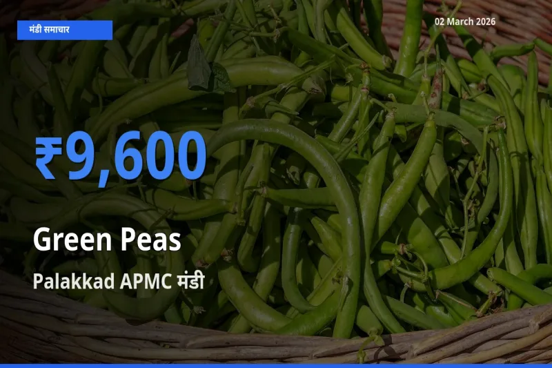 Palakkad APMC मंडी में हरा मटर ₹9,600 पर पहुँचा – आज का सर्वोच्च भाव