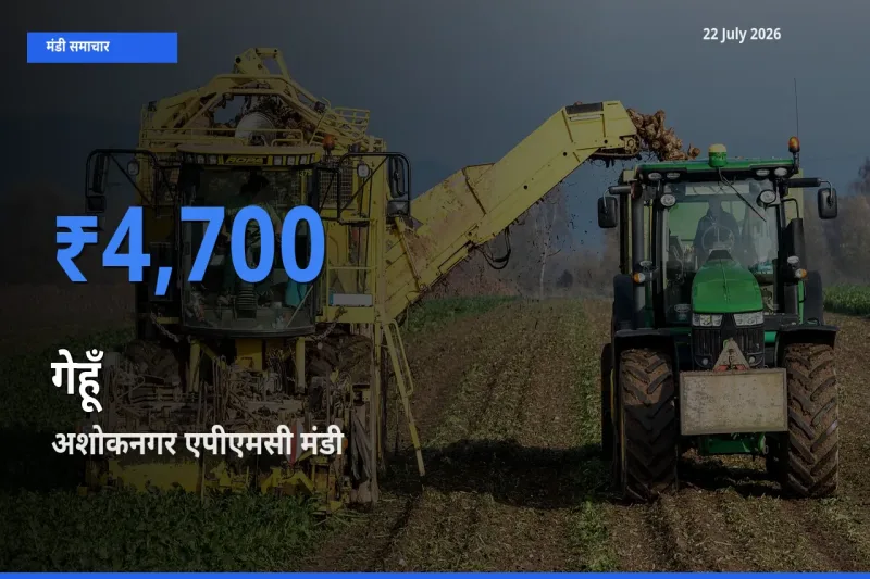आज गेहूँ के सबसे ज़्यादा दाम अशोकनगर एपीएमसी मंडी में दर्ज