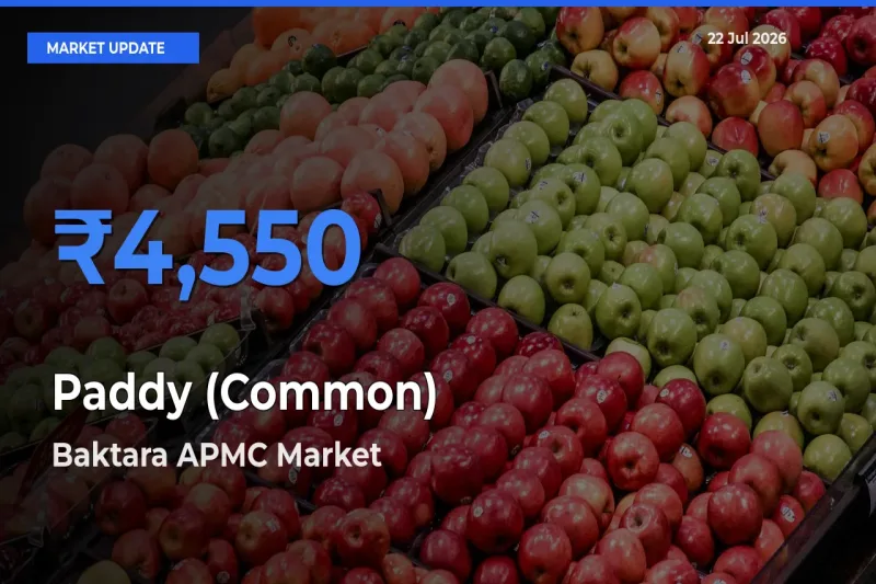 Baktara APMC Records Highest ₹4,550 Rate for Paddy (Common)