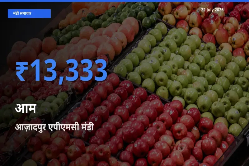 आज आम के सबसे ज़्यादा दाम आज़ादपुर एपीएमसी मंडी में दर्ज
