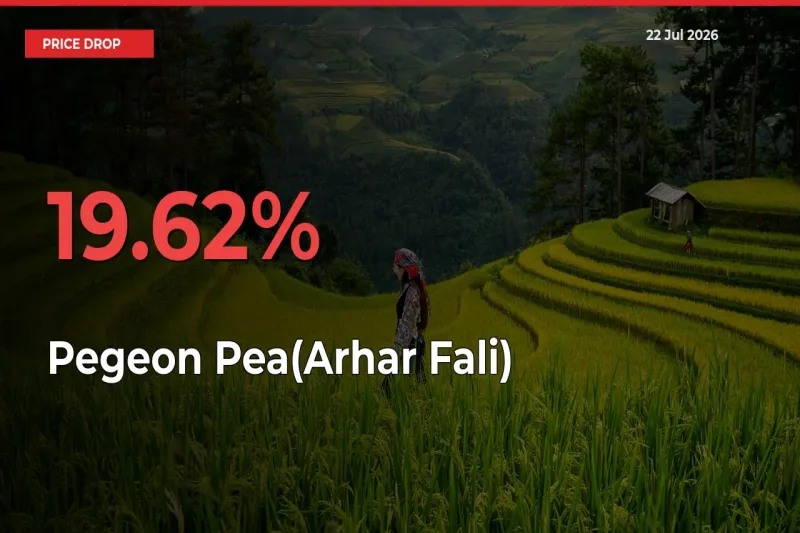 Farmers Alert as Pegeon Pea(Arhar Fali) Prices Slide 19.62% in Local Mandis