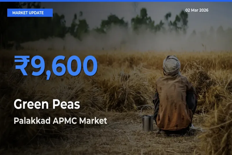 Palakkad APMC Tops Green Peas Mandi Rates Today