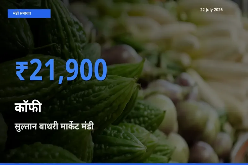 टॉप मंडी बना सुल्तान बाथरी मार्केट! कॉफी के सबसे ऊँचे दाम यहीं दर्ज