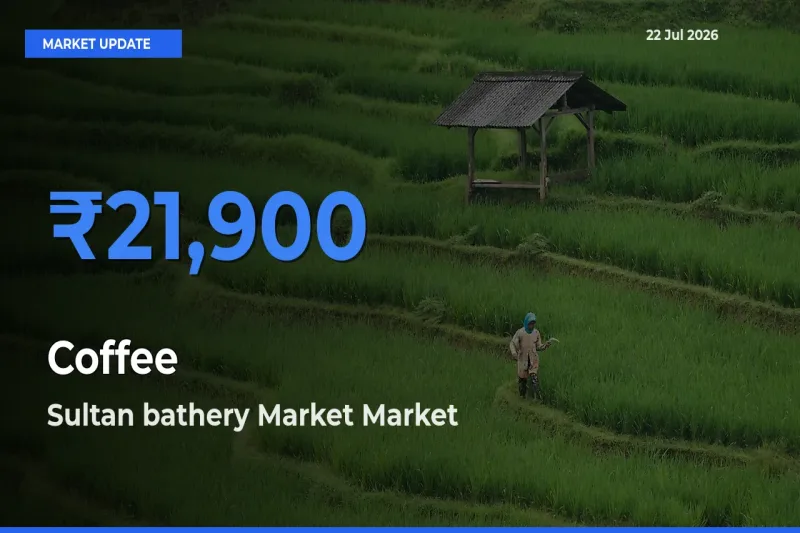 Coffee Mandi Rate Today: Sultan bathery Market Tops the List