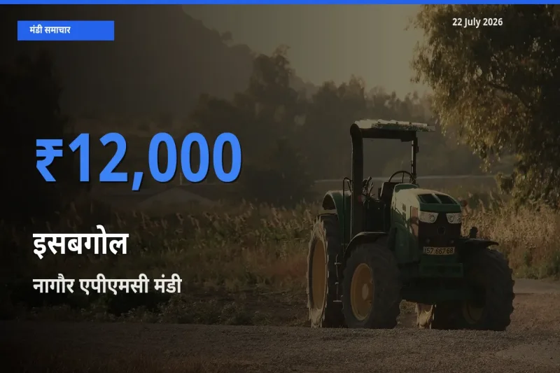 आज इसबगोल के सबसे ज़्यादा दाम नागौर एपीएमसी मंडी में दर्ज