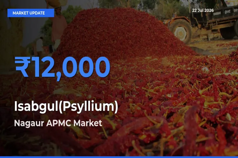 Top Performer! Nagaur APMC Offers Best Isabgul(Psyllium) Price Today
