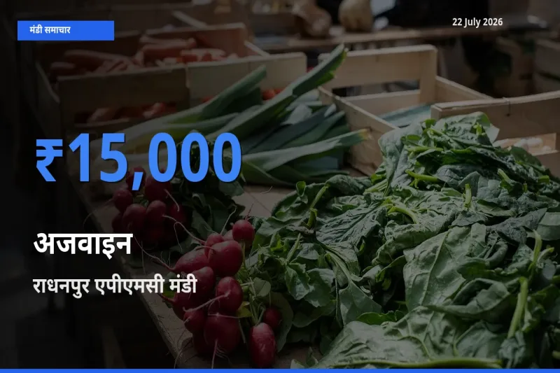टॉप मंडी बना राधनपुर एपीएमसी! अजवाइन के सबसे ऊँचे दाम यहीं दर्ज